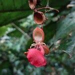 Image result for Gilbertiodendron dewevrei