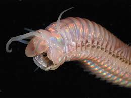 Pictures Odd Deep Sea Creatures Found At Volcanoes Canyons