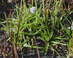 Image result for Eriocaulon