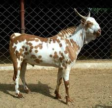 Osmanabadi male goat ask price. Goat Suppliers In Udipi Karnataka Info Sheep Farm