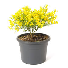 We did not find results for: Brazi Naturali In Ghiveci Lidl Cel Mai Bun PreÈ› Online