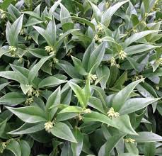 Apart from the above shrubs, there are many other shrubs those blossoms to produce a. Deer Resistant Plants Triangle Gardener Magazine