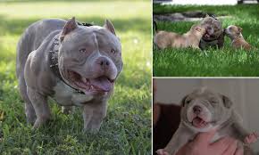 Olx pakistan offers online local classified ads for dogs. Micro Bully Dog Earns Owners 1m A Year With His Perfect Lookalike Puppies Selling For 8 000 Each Daily Mail Online