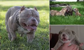 In varanasi, bulli pups are available with darksr nursery. Micro Bully Dog Earns Owners 1m A Year With His Perfect Lookalike Puppies Selling For 8 000 Each Daily Mail Online