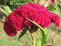 Pin On Celosia