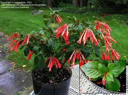 Taking care of the tables. Gartenmeister Bonstedt Fuchsia Triphylla Heat Tolerant Pretty In A Hanging Basket Light Shade Houseplants Tropical Garden In The Midst Of Winter