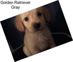 Check spelling or type a new query. Hunting Dogs Golden Retriever For Sale In North Carolina Agriseek Com