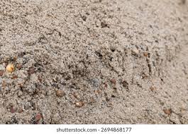 Image result for Macrotyloma uniflorum