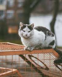 20 Cat Pictures Images Hd Download Free Images Stock Photos On Unsplash Cats Cat Pics White And Black Cat