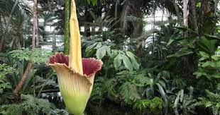 Plant Corpse Flower Corpse Flower Bloom Plants