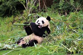 Pour vous rendre au zoo de beauval depuis la gare de saint aignan, prenez une des navettes jusqu'au zooparc (selon un horaire de 7 navettes aller temps de parcours : Panda Zoo Beauval Mammals Asia Bamboo China White Black Fur Animal Pikist