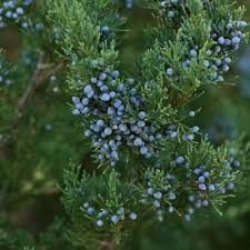 We stock a large selection of trees which include fruit trees, flowering trees, ornamental and shade. 2 25gal Eastern Red Cedar Tree National Plant Network In 2021 Eastern Red Cedar Tree Red Cedar Tree Cedar Tree