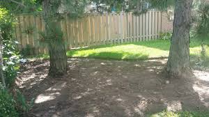 Work it in, and water. Grass Won T Grow Under Pine Trees Jack Frost Landscapes
