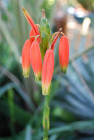 Image result for Aloe inyangensis