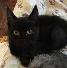 1cm = 0.3937inch about color&size difference: Ear Tufts On Dsh Cats Thecatsite