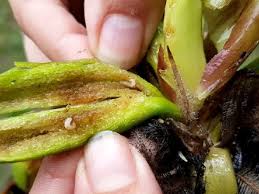 Image result for Pontederia crassipes