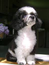 Black And White Toy Poodle Puppies Toy Poodle Blog Parti Poodle August 2012 Parti Poodle Poodle Poodle Puppy