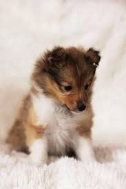Black And White Sheltie Puppies Sheltie Pup Border Collies Are Generally Black And White Shetlandsheepdogpup Sheltie Puppy Cute Cats And Dogs Sheltie
