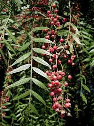 View Picture Of California Pepper Tree Mastic Tree Peppercorn Tree Peruvian Mastic Tree Schinus Molle At Dave S Garde Pepper Tree Mastic Tree Unique Trees