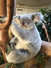 Label your baby's bottle to prevent them from getting mixed up!! Columbus Zoo Welcomes First Baby Koala Born In 15 Years People Com