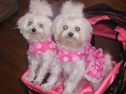Aaah The Joy Of Spring And New Easter Dresses Maltese Dogs Easter Dress Maltese