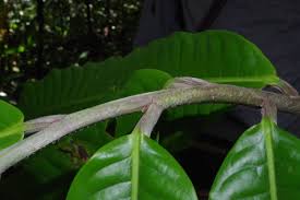 Image result for Uvariodendron