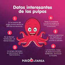 Regeneración de brazos en pulpos