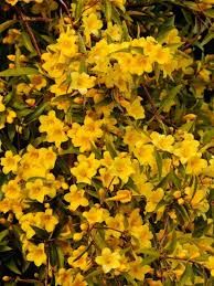 Check spelling or type a new query. Smart Plant And Tree Choices For An Allergy Friendly Garden Diy