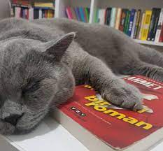 gri kedi sevimli kediler kedi hayvan
