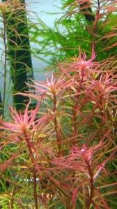 Image result for Syngonanthus robinsonii