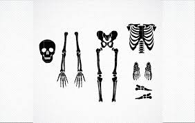 Chrome and ie are static. Skeleton Svg Images Best Premium Svg Silhouette Create Your Diy Projects Using Your Cricut Explore Silhouette And More The Free Cut Files Include Psd Svg Dxf Eps And Png Files