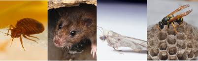 We continue to build a great reputation and are considered as first choice for valuable and reliable pest control services. Richmond Pest Control