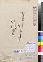 Image result for Butomopsis