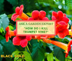 Maybe you would like to learn more about one of these? Black Gold How Do I Kill Trumpet Vine