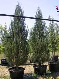 Skyrocket juniper trees are narrow with a rounded base and come to a point at the top of the tree. Winter Hill Tree Farm Juniper Blue Skyrocket Juniperus Virginiana Skyrocket
