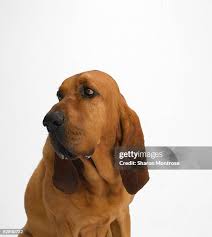 Great Dane Closeup High-Res Stock Photo