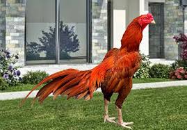 Warna Bulu Ayam Bangkok Super Berpetuah Dan Menangan Ayam Juara Ayam Bangkok Jurassic World