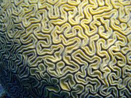 Brain Coral Detail Brain Coral Patterns In Nature Coral