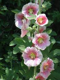 They are prone to hollyhock rust, a fungal infection that first shows as yellow spots on leaves, then develops into brown or rust colored bumps on the underside of the leaves. How To Grow Hollyhocks Hollyhocks Flowers Tall Perennial Flowers Growing Hollyhocks