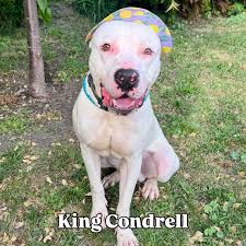 Happy ✨National Mutt Day✨ from all of us at CBAS! 🎉 These precious mystery  mixes came to us as strays, so while we can't tell you if they're part  English Mastiff or