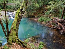 Intuitive trip planning allows you to get more travel with less stress. Mobong Walking Track Coffs Harbour Area Surrounds Visitnsw Com Coffs Harbour State Forest Picnic Area
