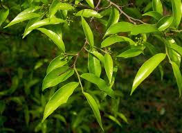 *** all agarwood trees are planted and bought legally in the company's plantation by rajahoud, thailand. Gaharu Tree In The Philippines
