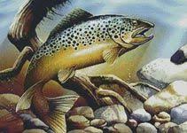 brown trout cross stitch chart cross stitch trout