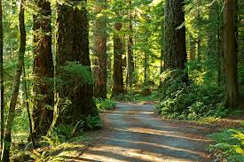 Relax in a welcoming hotel or campground, hike miles of trails through the rain forest, come fish in our rivers and swim in our lake! Lake Quinault Rainforest Tours Olympic National Park Forest Olympic Peninsula Wa