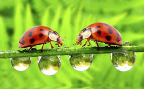 Resultado de imagen para escarabajo