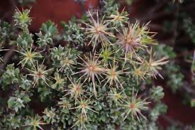 Image result for Macledium poggei