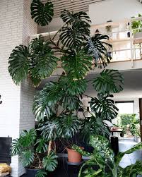 Big M Is Turning 47 This Year I Believe Made 9 New Leaves In Less Then A Year And Hopefully It Will St Big Indoor Plants Plant Decor Indoor House Plants Decor