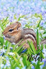 Find & download the most popular chipmunk photos on freepik free for commercial use high quality images over 8 million stock photos. Chipmunk Notebook Cute Chipmunks Gift For Animal Lovers Blank Lined Journal Great For Writing Ideas And Notes For Home Use Or School Homework That Loves Cute Small Chipmunks Notepad Notebooks