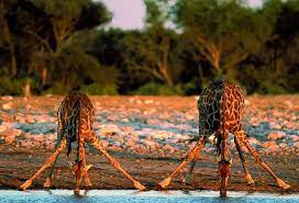 How much water does a giraffe drink in one day? Probably Why They Are My Favorite Animal Giraffe Pictures Giraffe Drinking Water Giraffe
