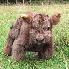 21 Highland Cattle Calf Photos To Bring A Smile To Your Day Cute Baby Cow Fluffy Cows Baby Cows